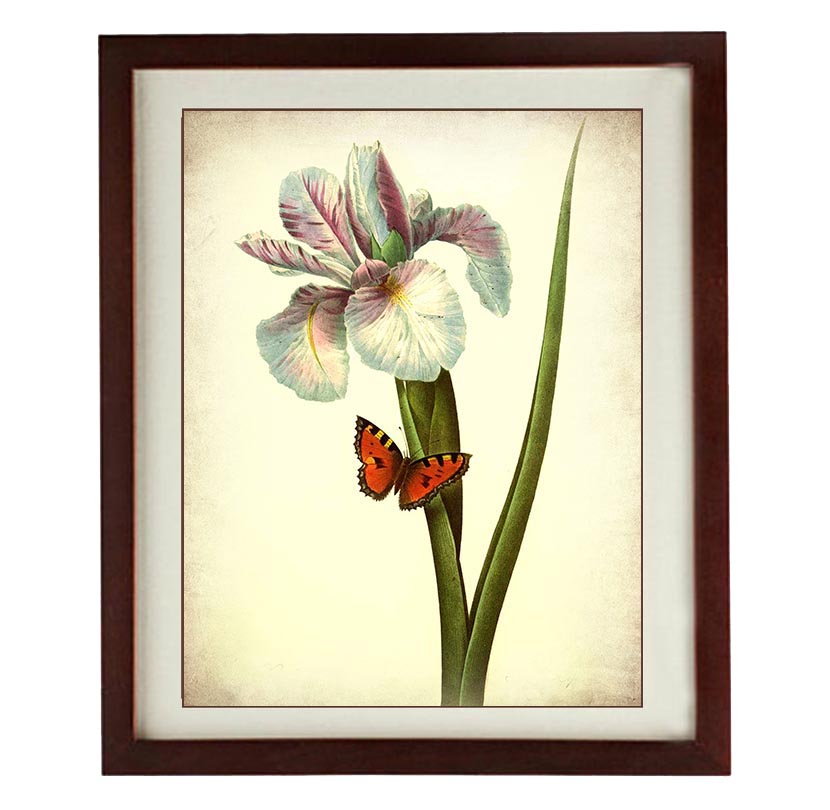 Iris Flower Butterfly Wall Art Vintage Style Print Poster Wall Art Old Painting Antique Printable An