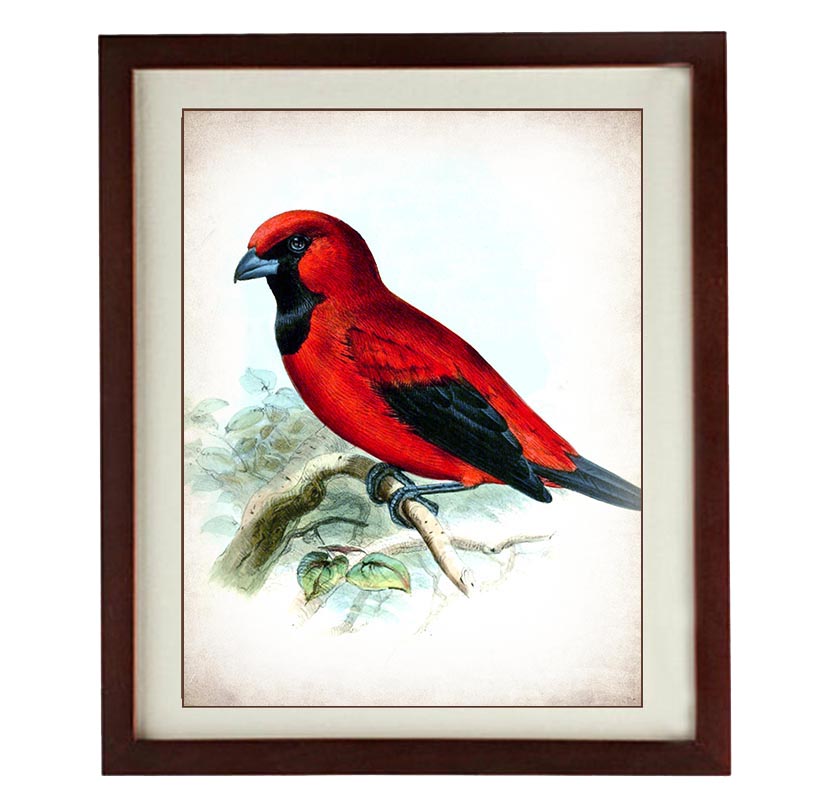 Red Bird Parchment Wall Art Vintage Style Print Poster Wall Art Old Painting Antique Printable Anima