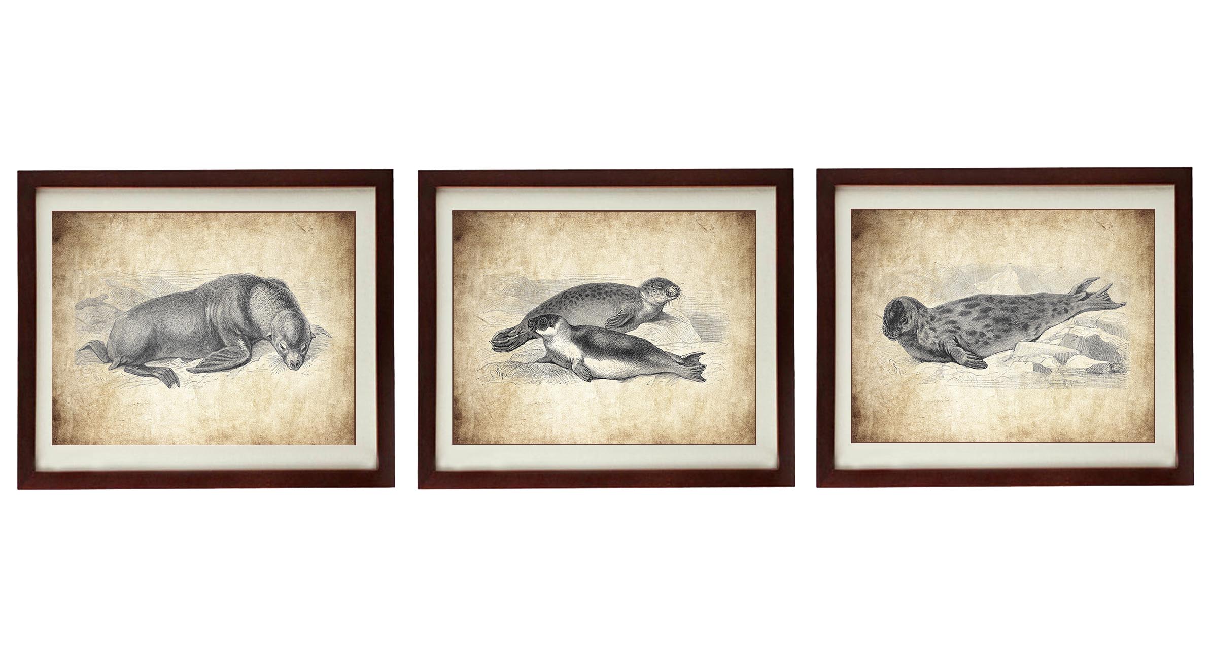 Sea Lions Vintage Style Print Set of 3 Prints Sea Lion Drawing Art Print Parchment Paper Style Old A