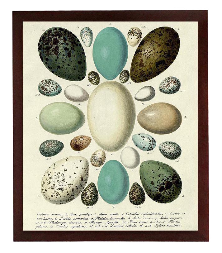 Vintage Bird Eggs Wall Art Print Poster Parchment Paper Old Book Drawings Illustration Antique Print