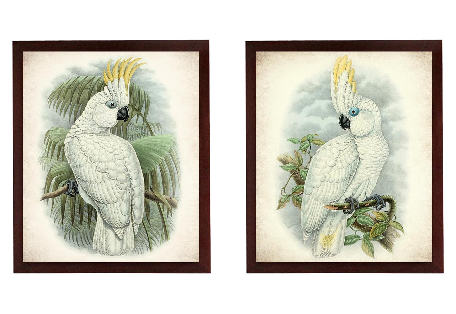 Cockatoo Vintage Birds illustration Set of 2 Prints Poster Old Antique Drawing Painting Printable Pa