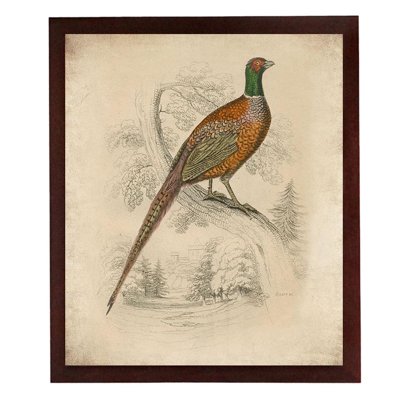 Pheasant Bird Vintage Style Print Poster Wall Art Parchment Paper Old Book Illustration Antique Prin