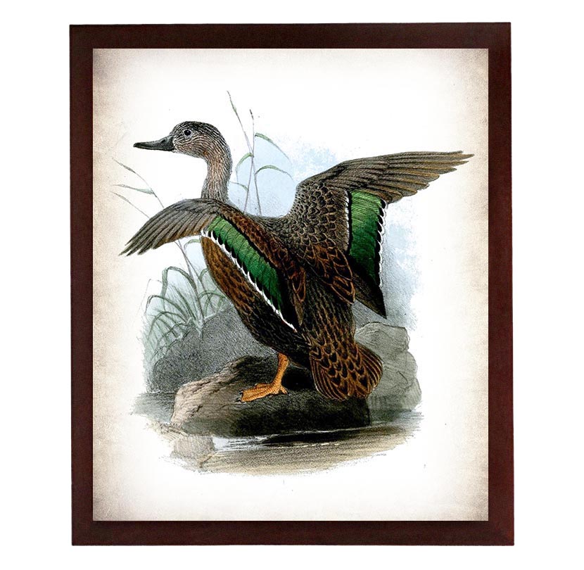 Duck Bird Vintage Style Print Poster Wall Art Parchment Paper Old Book Illustration Antique Printabl