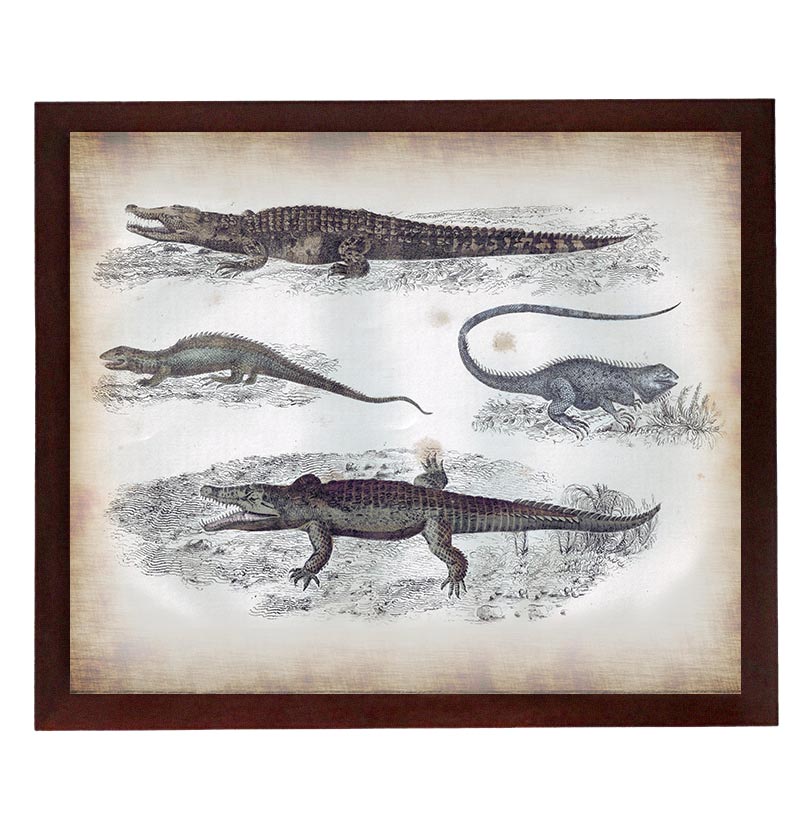 Crocodile Lizard Vintage Style Print Poster Wall Art Parchment Paper Old Book Illustration Antique P