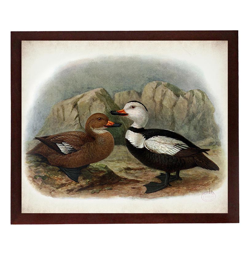 Bird Ducks Vintage Style Print Poster Wall Art Parchment Paper Old Book Illustration Antique Printab