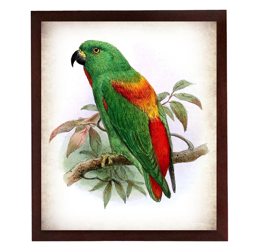 Parrot Bird Vintage Style Print Poster Wall Art Parchment Paper Old Book Illustration Antique Printa