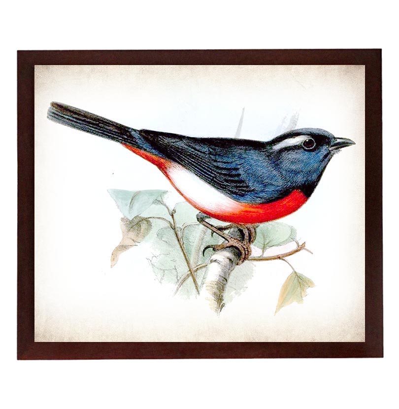 Red Blue Bird Vintage Style Print Poster Wall Art Parchment Paper Old Book Illustration Antique Prin