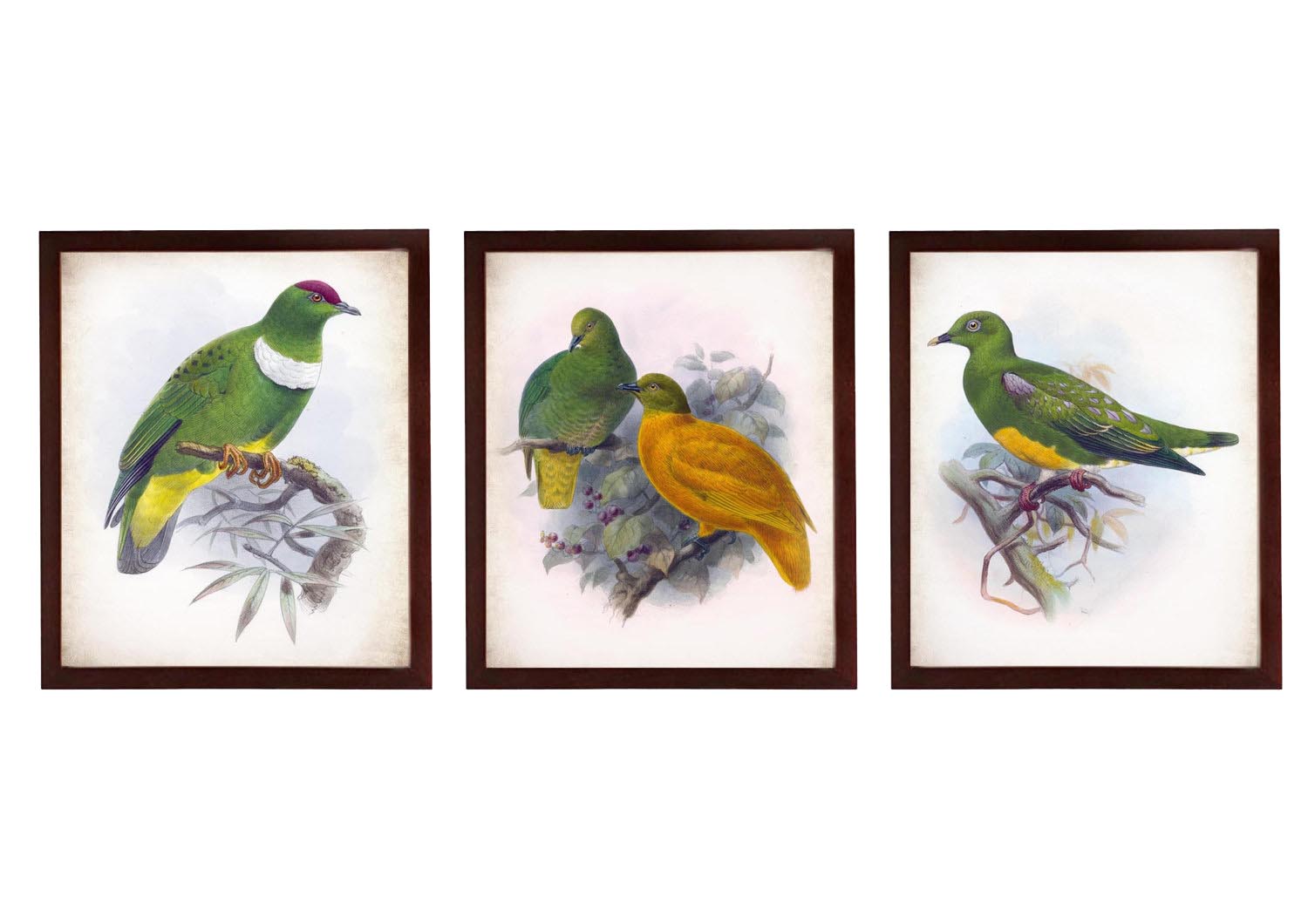 Green Yellow Vintage Birds illustration Set of 3 Prints Poster Old Antique Drawing Painting Printabl