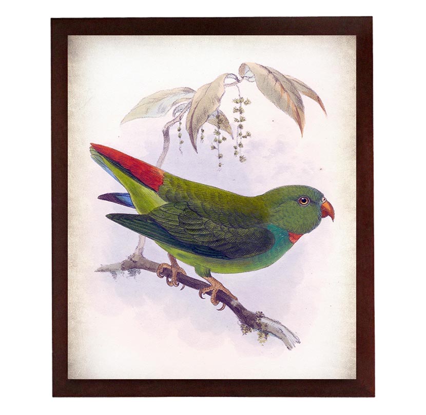 Green Red Yellow Parrot Bird Vintage Style Print Poster Wall Art Parchment Paper Old Book Illustrati