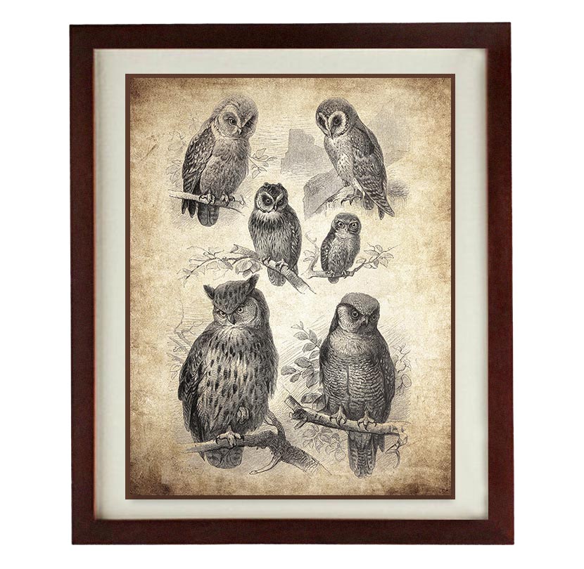 Owl Old Book Illustration Print Poster Wall Art Bird Parchment Paper Vintage Style Antique Printable