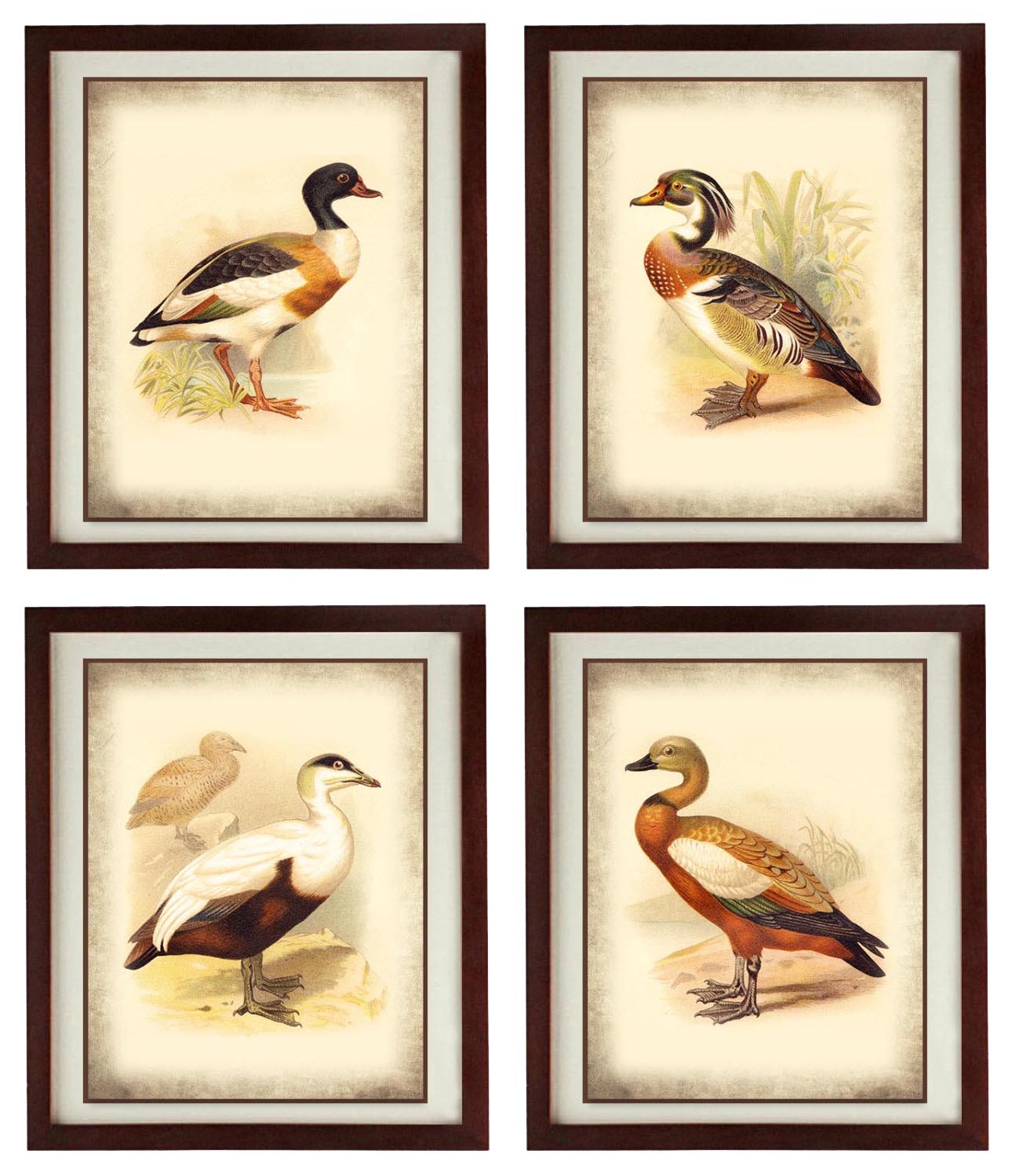 Vintage Bird Duck illustration Set of 4 Parchment Style Prints Poster Antique Drawing Old Book Page 