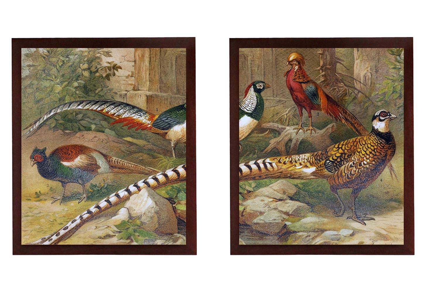 Birds Pheasant Set of 2 Print Poster Wall Art Old Book Vintage Style Illustration Drawing Painting A