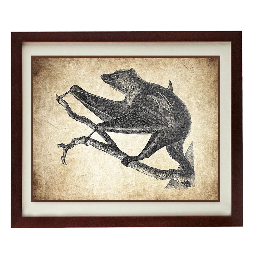 Bat Flying Fox Old Book Illustration Print Poster Wall Art Parchment Paper Vintage Style Antique Pri