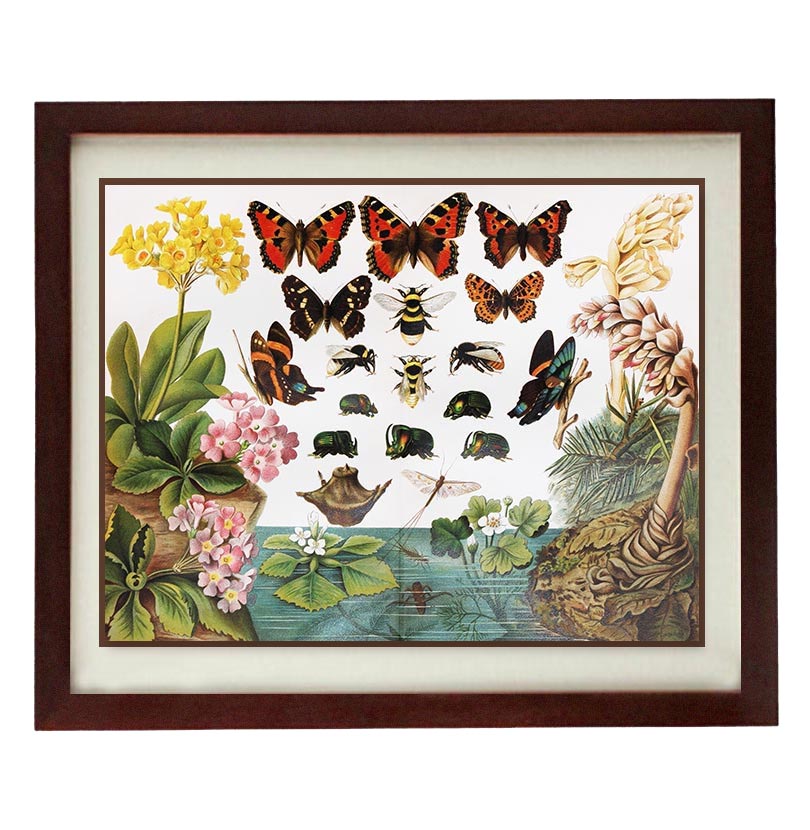 Butterflies Wall Art Vintage Style Print Poster Old Book Plate Drawing Illustration Antique Printabl