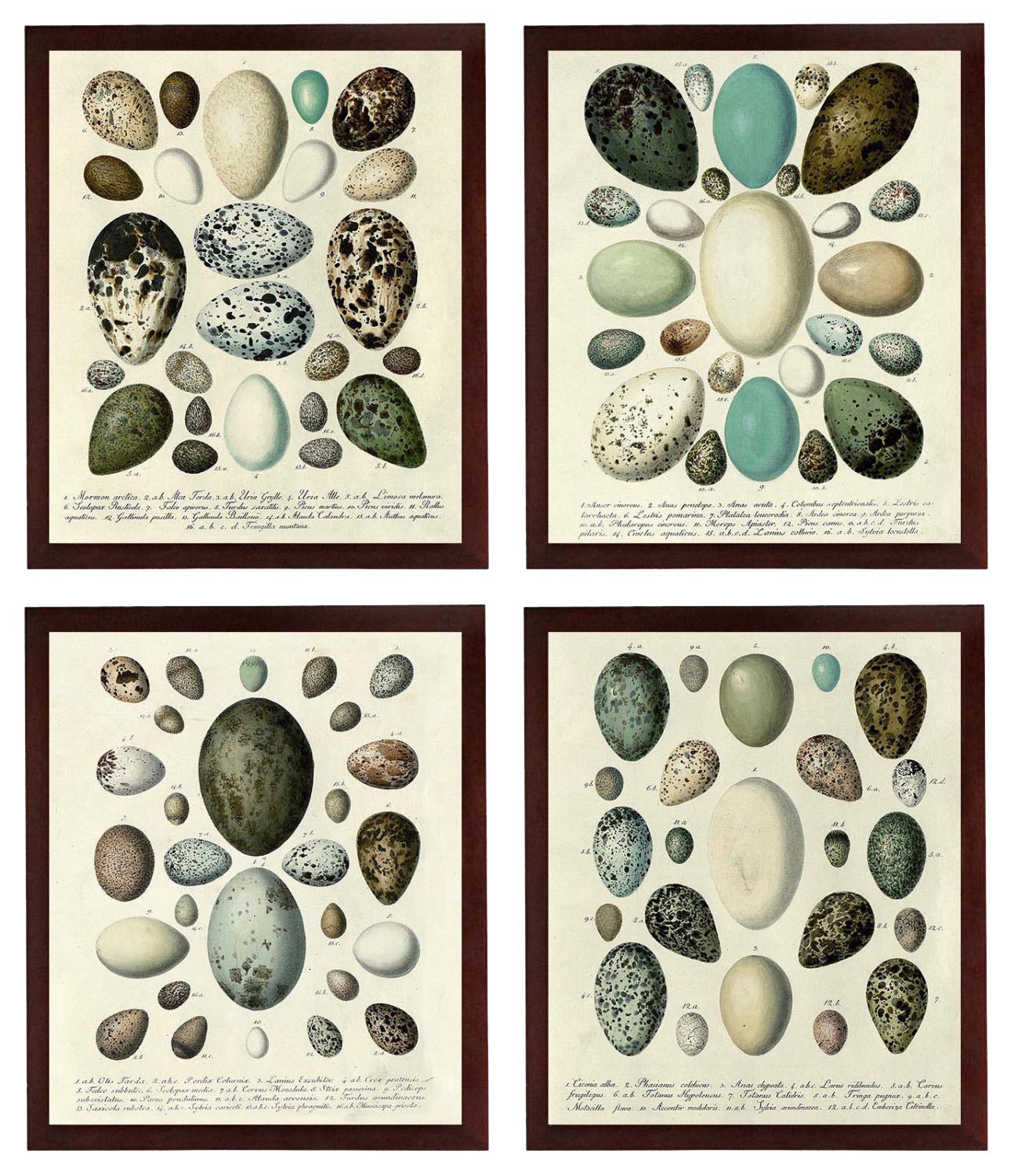 Vintage Bird Eggs illustration Set of 4 Old Style Prints Poster Antique Drawing Book Page Printable 