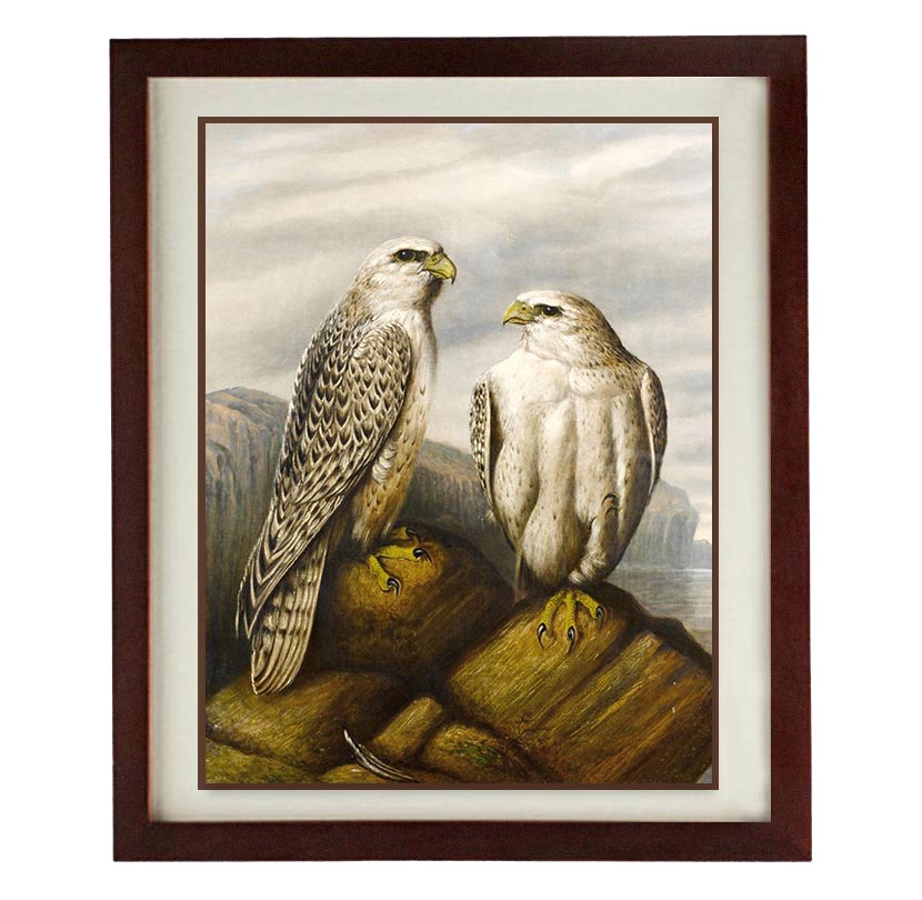 Bird Falcon Wall Art Vintage Style Print Poster Wall Art Old Painting Antique Printable Animal Wall 