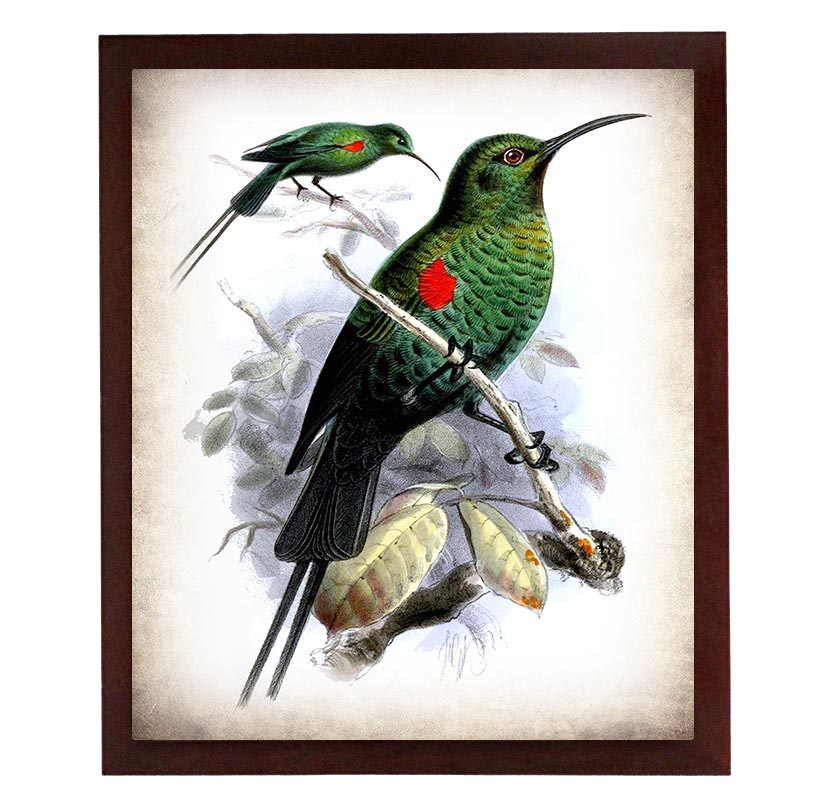 Red Green Birds Vintage Style Print Poster Wall Art Parchment Paper Old Book Illustration Antique Pr