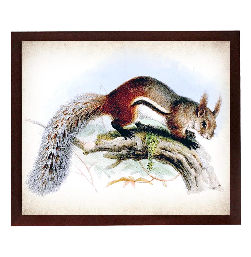 Squirrel Vintage Style Print Poster Wall Art Parchment Paper Old Book Illustration Antique Printable