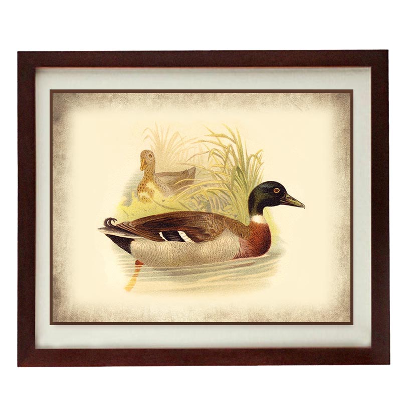 Bird Duck Old Book Plate Print Poster Wall Art Vintage Style Parchment Paper Illustration Antique Pr