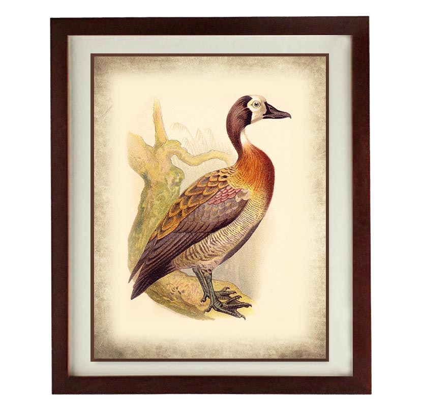 Duck Bird Old Book Plate Print Poster Wall Art Vintage Style Parchment Paper Illustration Antique Pr