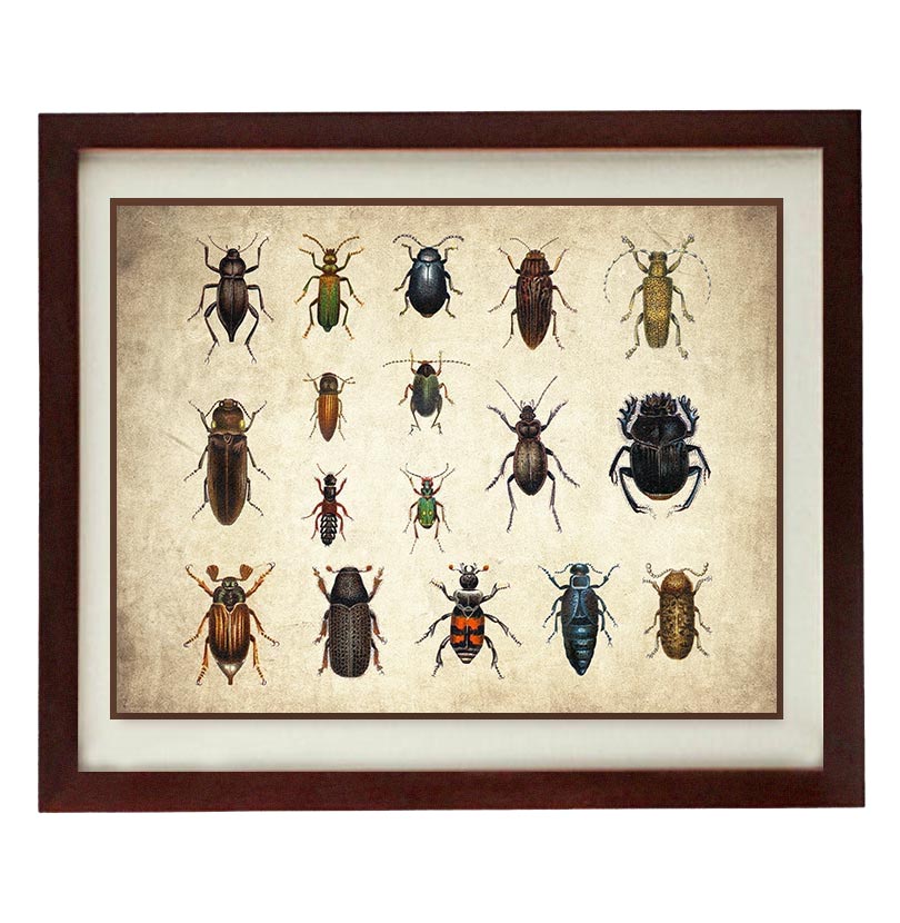 Bug Insects Beetles Wall Art Vintage Style Print Poster Old Book Plate Drawing Illustration Antique 