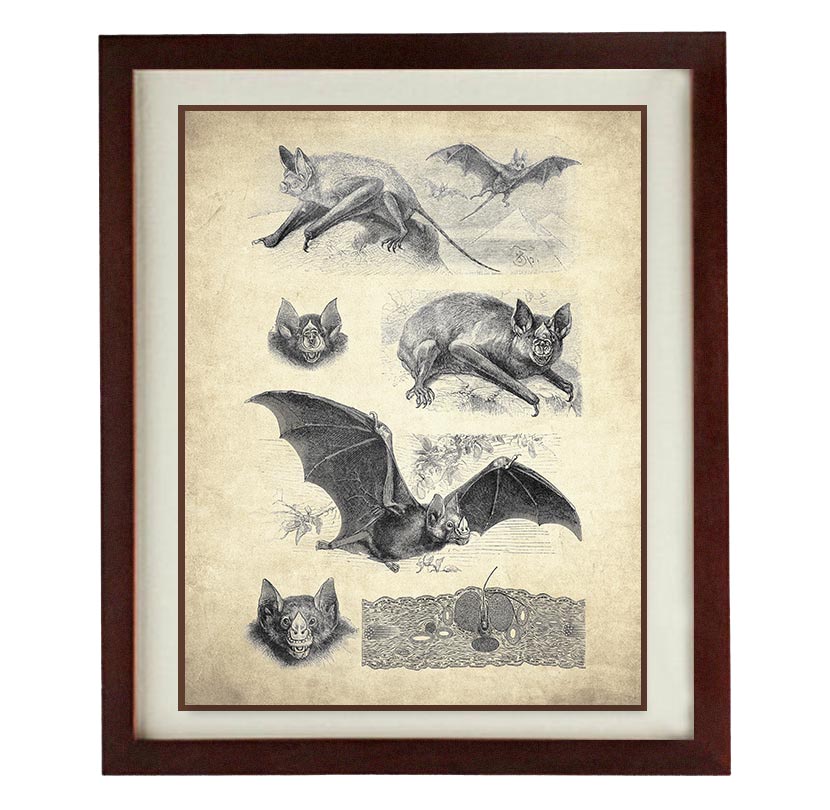 Bats Old Book Illustration Print Poster Wall Art Bird Parchment Paper Vintage Style Antique Printabl