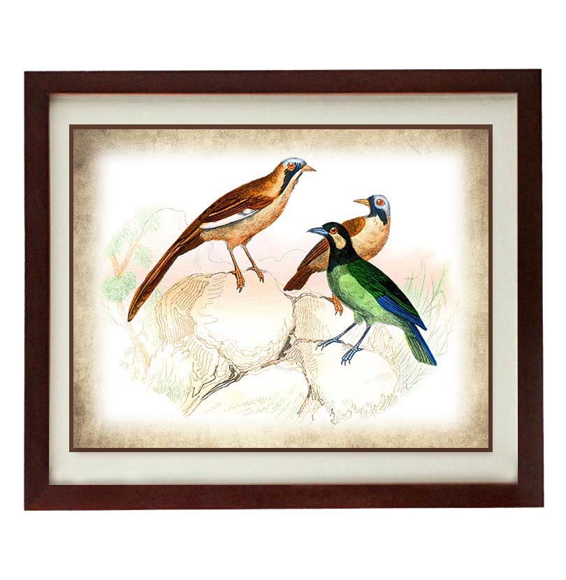 Brown Blue Green Bird Vintage Style Print Poster Wall Art Parchment Paper Old Book Illustration Anti