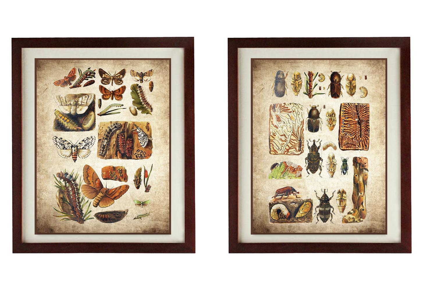 Insects Butterflies Vintage Style Print Set of 2 Prints Butterfly Art Print Parchment Paper Style Ol