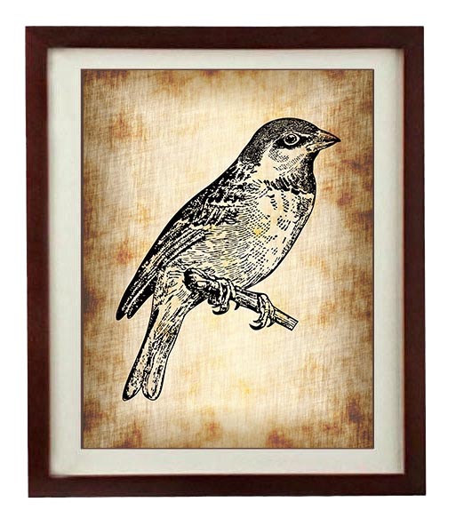 Sparrow Bird Vintage Style Print Art Print Parchment Paper Old Antique Printable Vintage Animal Art 