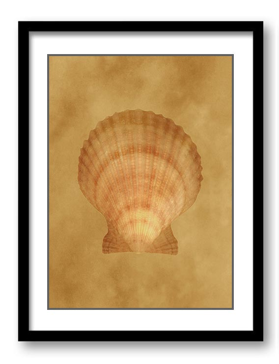 Sea Shell Ocean Beige Sand Art Print Old Antique Vintage Bathroom Bedroom Beige Brown