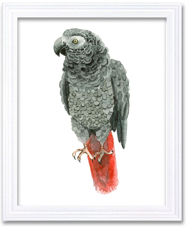 Grey Parrot Watercolor Art Painting Gray Red Print Poster Bird Home Decor Wall Art Child Nursery Art